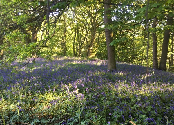 Blue Bells look stunning in the woods surrounding Granary Barn 