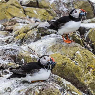 The Farne Islands