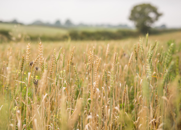 Granary Barn is located on a working family farm, surrounded by peaceful countryside 