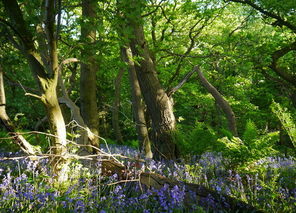 The Blue Bell wood near Beamish Cottage