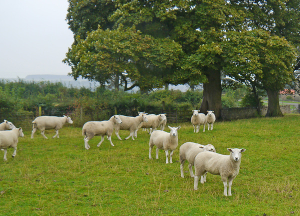 Cross Cottage - Little White Farm - Durham - Brancepeth - Northumberland 