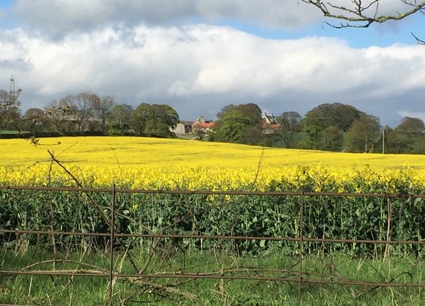 Cross Cottage - Little White Farm - Durham - Brancepeth - Northumberland 