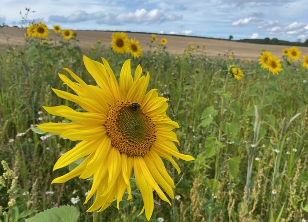 Sunflowers in September 