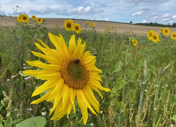 Sunflowers in September 