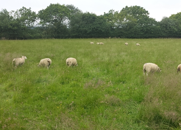 Sheep Pen Cottage 5 Star single storey near Brancepeth 